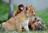 Baby animals in zoos across the world and other animal news
