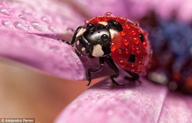 Velvet walk: The Spanish sun has yet to dry this lady bug as it takes an early morning walk across the petals of a flower