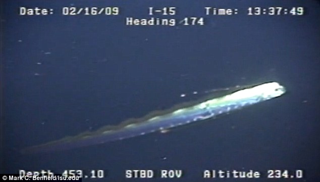 Up close and personal: The LSU team observed the giant oarfish five times during their study off the Gulf of Mexico