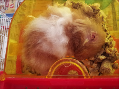 How To Recognize Hamster Health Issues & Maintenance