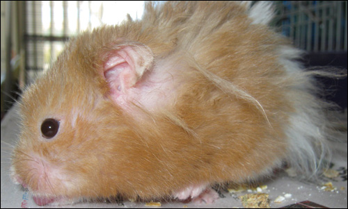 How To Recognize Hamster Health Issues & Maintenance
