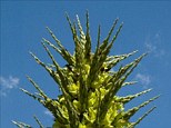 Puya Chilensis: The rare plant uses its razor sharp spines to ensnare and trap sheep and other livestock