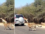 A terrified impala managed to narrowly avoid death, by jumping into a tourist's car as it was chased by two cheetahs in Kruger National Park, South Africa