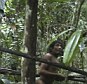 Rare shot: In this frame grab taken from video shot in 2011 by Brazil's National Indian Foundation (FUNAI), a Kawahiva Indian carries arrows in the Amazon jungle in Brazil