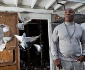 Tyson as pigeon racer (image credit: bostonherald.com)