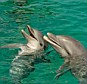 A pair of bottlenose dolphins which scientists believe are not as clever as once thought 