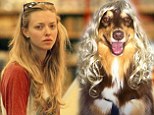 Well they do say dogs look like their owners! Amanda Seyfried's pooch tries out blonde wig before she takes him for a walk