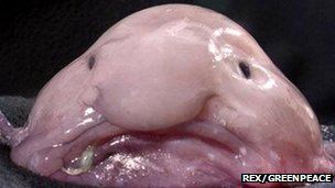 Blobfish (c) Rex Features/Greenpeace