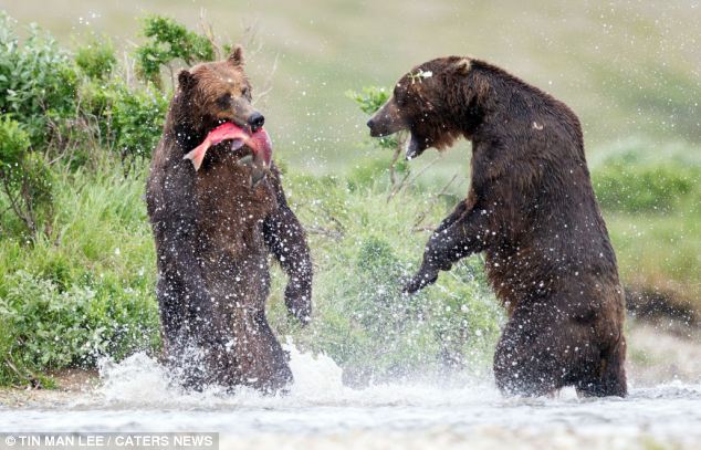Face-off: The two bears stand on their hind legs as they square up to one another over the salmon 