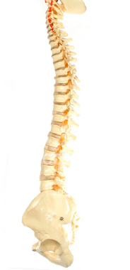 spine disorders, osteoporosis