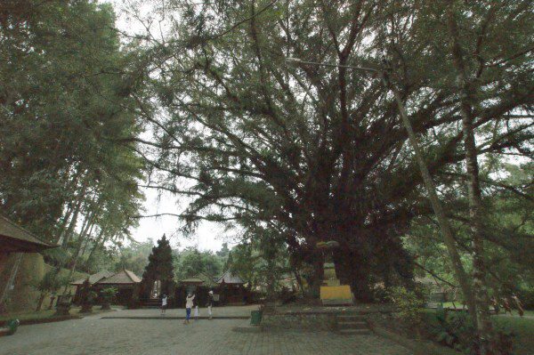 ティルタ・ウンプル入り口の木
