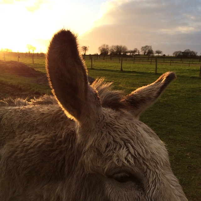#nofilter #countryside #normandy #sunset #sun #nature #ane #donkey #lolotte #normandie #france