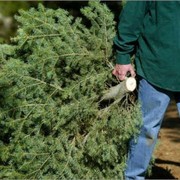 When should you take down your Christmas tree? 