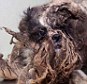 Not garbage: This is the little mutt was found wandering the streets of Montreal and was mistaken for trash by the public before being rescued