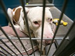 This March 11, 2014 photo shows Mickey, a pit bull, at West Valley Animal Care Center in Phoenix