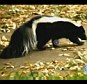 A California county is dealing with a skunk problem as a result of the drought plaguing the state