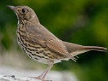 The Song Thrush's distinctive song has been celebrated in poetry, but now the UN wants it to be measured alongside economic growth to gauge the health of a country