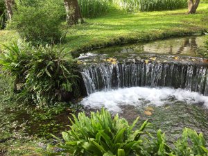 Piante acquatiche e palustri: piante per laghetti, acquari  e stagni