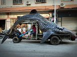 \nChinese fishermen Cai Chengzhu, 48, took centre stage at the fish market in the city of Shishi in south China¿s Fujian province after he turned up with this two ton whale shark.\n\nAlthough illegal to catch he claimed that the huge whale shark, which is an endangered species, had swum into his net chasing other fish.\n\nHe said: "As you can see it had eaten a fair few but after being trapped in the net, it had died. By the time we managed to free it, sadly it was too late. It was really unfortunate and we did our best to free it, but having caught it and because it was already dead, it seemed a shame to waste it."\n\nSo he had put the huge whale shark in with the rest of his fish, and brought it back with him to the fish market where he sold it off together with all the other fish.\n\nHe said: "It was almost 5 metres long and weighed more than two tons." He added that he had put it on sale with an asking price of 20,000 GBP even though they weren't sure if it was even legal to sell