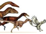 The lineage of huge meat-eating dinosaurs that transformed into agile flying birds were able to survive because they shrank over 50 million years. This is the conclusion scientists came to after constructing a detailed family tree of dinosaurs and their bird descendants, mapping their unlikely transformation