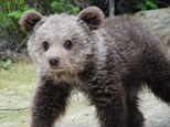 Experts at Arcturos Bear Sanctuary in Kastoria, north Greece, tried in vain to reunite the badly dehydrated young cub with her mother and are now teaching Zoe (pictured) survival skills from a distance