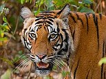 Attack: A bengal tiger pounced on a woman as she fished for crabs with her husband in the Indian state of West Bengal. The animal dragged her into thick forest as her husband looked on
