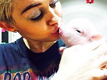 'Newest member of the family': Miley Cyrus welcomes new pet piglet Bubba Sue through Instagram
