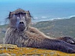 Poser: The poker-faced baboon paused and apparently waited for photographer Punam Dave to take her shot of the famous Cape Point vista