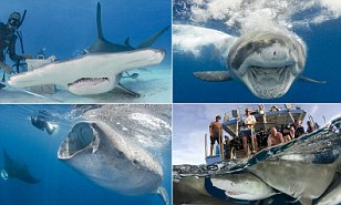 Amazing shark images