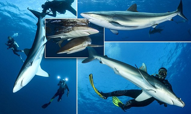 An underwater animal whisperer tames this silky shark, photographed by French marine biologist Mathieu Foulquie