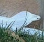 On the loose: This photo - taken by a Thousand Oaks resident - shows the albino monocled cobra that is loose in the area