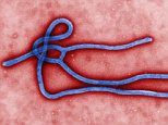 This undated file image made available by the CDC shows the Ebola Virus. As a deadly Ebola outbreak continues in West Africa, health officials are working to calm fears that the virus easily spreads, while encouraging those with symptoms to get medical care. (AP Photo/CDC, File)