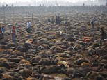 Sacrificed buffalos lie on the ground of an enclosed compound during the sacrificial ceremony of the "Gadhimai Mela" festival held in Bariyapur November 28, 2014. Sword-wielding Hindu devotees in Nepal began slaughtering thousands of animals and birds in a ritual sacrifice on Friday, ignoring calls by animal rights activists to halt what they described as the world's largest such exercise.  REUTERS/Navesh Chitrakar (NEPAL - Tags: RELIGION SOCIETY ANIMALS)