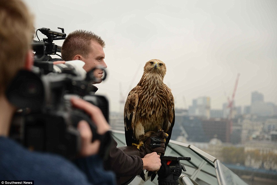 Perched atop City Hall, the eagle was filmed by Sony-provided cameras, donated to animal charity FREEDOM