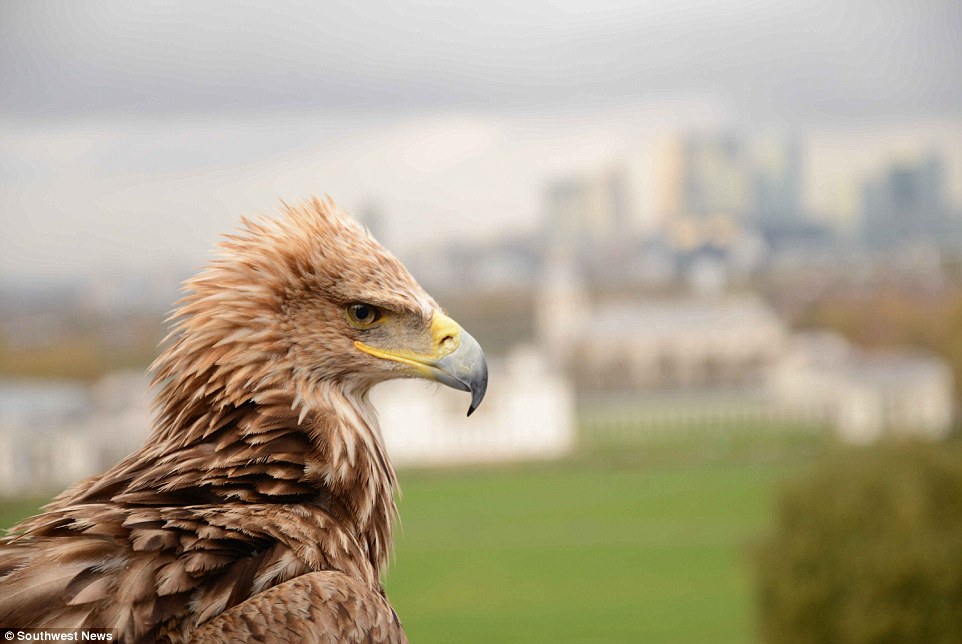 It's hoped that the high-spec camera footage will allow researchers to accurately document the eagle's flight patterns to assist in their reintroduction into the wild