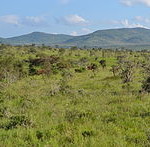 Acasia savanna in Kenya