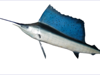 Istoforo (pesce volante)