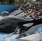 Tillikum, the killer whale which killed Dawn Brancheau, 40, at the SeaWorld park in Florida. Dawn's hair brushed the nose of the whale whereupon the whale grabbed her in its jaws and held her until she drowned. The death was witnessed by 50 tourists. The same whale was blamed for drowning another trainer in British Columbia in 1991 and a homeless man in 1999.
