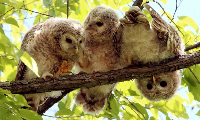 Baby owl goes for a different bird's eye view in Japanese forest with friends