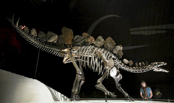Stegosauruksen luuranko Lontoon luonnonhistoriallisessa museossa 3. joulukuuta 2014.