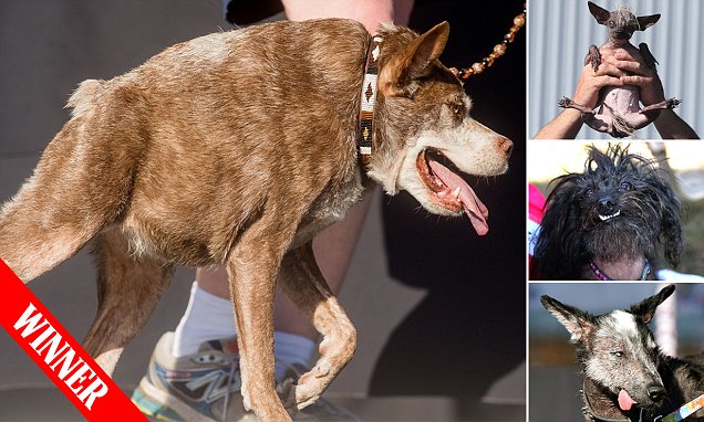 Hunchbacked pooch Quasi Modo wins World's Ugliest Dog contest