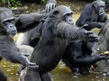 Chimpanzees used by The New York Blood Centre for testing and released on Monkey Island in Liberia face starvation as the island has no fresh water or food a...