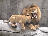 Awesome Pawsome! Lion cub triplets annoy dad at zoo - 1198429