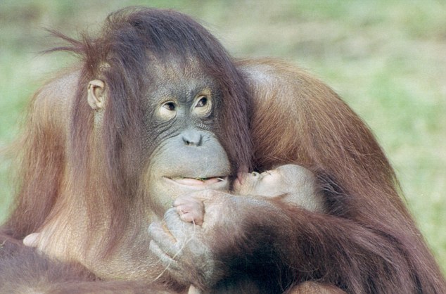 Variety of species: An Orangutan mother and baby at Chester Zoo