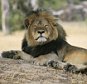 Cecil, the Hwange lion wakes up from a deep sleep

$50 per use !