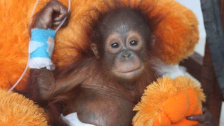A veterinary team from International Animal Rescue is fighting for the life of a baby orangutan in Borneo so traumatised by the loss of his mother, and being snatched from the forest, that he completely lost the will to live.   Udin, a tiny baby of only a few months old, was almost certainly clinging to his mother when she was shot or hacked down with a machete while trying to protect her infant. He was probably torn from her warm body before being sold as a pet to a local farmer. The ordeal had a severe effect on the little orangutanís health. He was kept locked up and alone in a small, dark cage ñ a terrifying experience for a young animal that would normally depend on his mother for comfort and protection during the first years of his life. When he arrived at the IAR Orangutan Centre in Borneo Udin showed no interest in his surroundings and turned away from the rescuers trying to save his life. He was severely malnourished and dehydrated but had no desire to eat, to drink or to live. His mind and body were detaching from the world around him. Pictures released today by International Animal Rescue shows the team comforting and caring for Udin shortly after his rescue:  Vet nurse Sara has described how Udin literally ìtried to die several times, but we wouldnít let him and just kept interacting with him and doing lots of physiotherapy and exercises so he could not ignore us and had to learn to trust us as his sole link to survival. Eventually, after around ten days, he turned a corner. He started to respond to us and show an interest in food. Finally there was a glimmer of light in his sad dark eyes.î  Although his condition is more stable, Udin still requires constant care and intensive medical treatment.  Alan Knight, IAR Chief Executive, said: ìThe vets are doing everything they can to give Udin the best chance of survival. From the moment he was rescued, members of the team have stayed with him round-the-clock and still sleep on the floor beside him so that they can comfort and console him during the dark hours of the night. He clings constantly to a large fluffy teddy bear, just as he would have clung to his mother in the wild.î International Animal Rescue is keen to emphasise that Udinís story is not an isolated case. ìWe have 86 orangutans in our rehabilitation center, all with stories as heartbreaking as Udinís,î said Knight. ìWhat makes his case particularly poignant however is the fact that he had suffered so much that he had completely given up on life. By the time we rescued him his mind and body were shutting down. But our medical team refused to give up on him and slowly they are winning the battle to save him.î ìUdin still faces a long road ahead but at least now we all dare hope that eventually he will recover. Baby orangutans are extremely vulnerable to sickness and disease, particularly when they have suffered a very poor start in life. The next few weeks will be a critical time in Udinís recovery. The condition of a baby like him can literally change overnight but we will be monitoring his progress closely for any signs of deterioration in his health.î Featuring: You can help nurse Udin back to help by donating. For further info: info@internationalanimalrescue.org Where: Borneo, Indonesia When: 30 Jul 2015 Credit: Supplied by WENN.com **WENN does not claim any ownership including but not limited to Copyright, License in attached material. Fees charged by WENN are for WENN's services only, do not, nor are they intended to, convey to the user any ownership of Copyright, License in material. By publishing this material you expressly agree to indemnify, to hold WENN, its directors, shareholders, employees harmless from any loss, claims, damages, demands, expenses (including legal fees), any causes of action, allegation against WENN arising out of, connected in any way with publication of the material.**