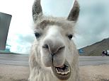 PIC FROM MAURO FRANCOMANO / CATERS NEWS - (PICTURED: The photogenic Llama ) - These hilarious pictures show the moment a tourist managed to get a selfie with some very photogenic llamas. The cheeky animals look as if they were well up for a bit of a photo shoot, getting lots of photos of themselves as well as with the photographer. Photographer Mauro, from Buenos Aries came across the llamas in Mirador El Infiernillo, Argentina, and were instantly drawn to them. He said: We wanted to stop and say hello, so I crouched down wanting to get a picture with the brown llama behind me. SEE CATERS COPY.