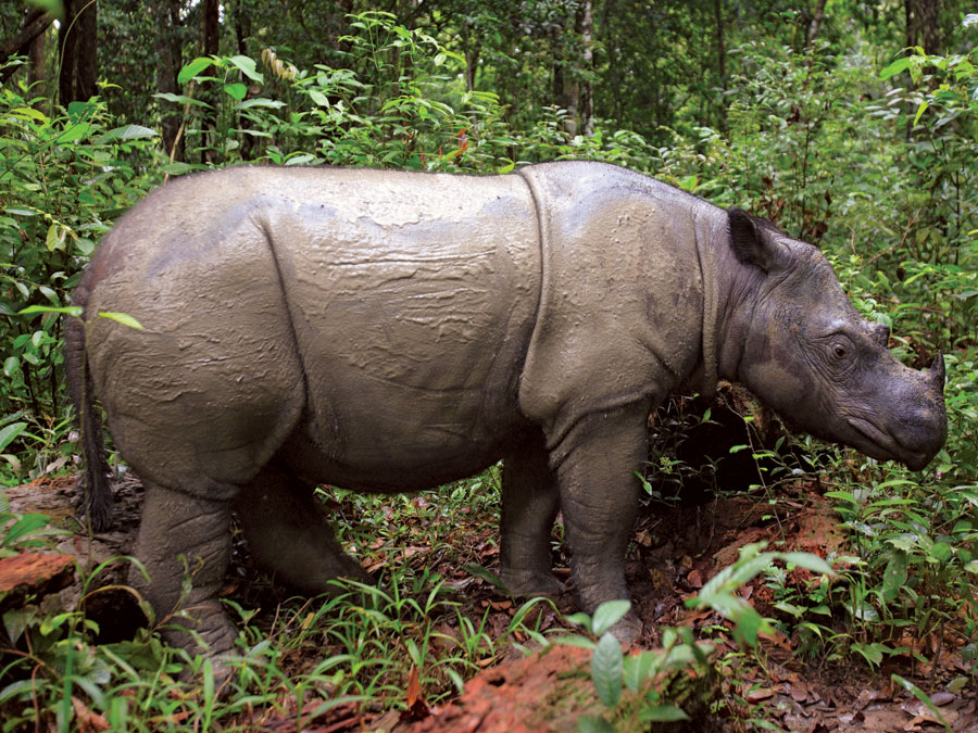 Wild Sumatran Rhino Extinct in Malaysia