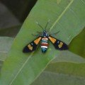 Wasp Moth:  Euchromia amoena