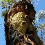 Termite Nest we believe